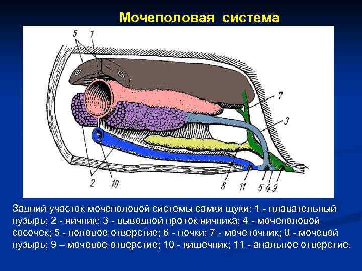 Мочеполовая система картинки