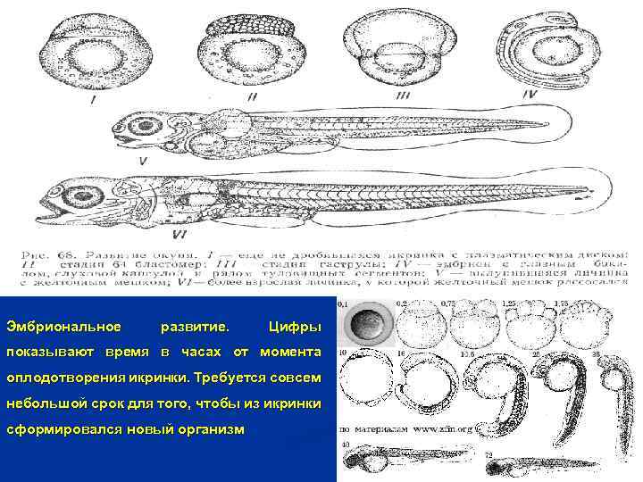 Какое оплодотворение характерно для костных рыб. Эмбриональное развитие рыб. Эмбриональное развитие рыб схема. Оплодотворение костных рыб. Эмбриональное развитие костистых рыб.