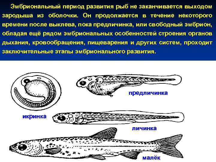 Последовательность развития рыб