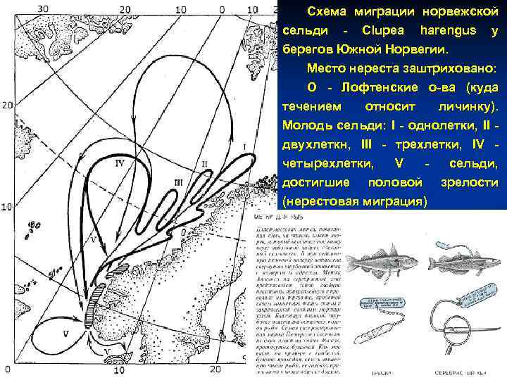 Схема миграции норвежской сельди - Clupea harengus у берегов Южной Норвегии. Место нереста заштриховано: