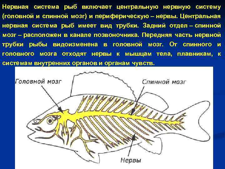 Появление головного мозга у рыб. Нервная система рыб 7 класс. Нервная система костных рыб. Нервная система у рыб ПНС. Нервная система костной рыбы рис 116.