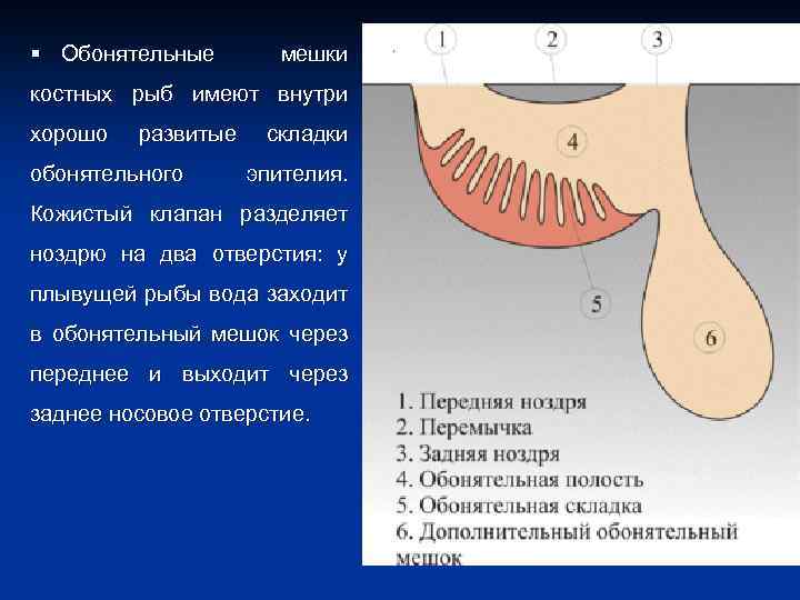 § Обонятельные мешки костных рыб имеют внутри хорошо развитые обонятельного складки эпителия. Кожистый клапан