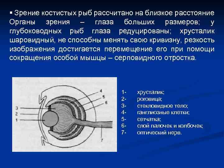 § Зрение костистых рыб рассчитано на близкое расстояние Органы зрения – глаза больших размеров;