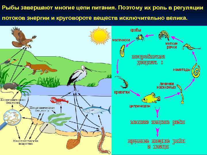 Схема круговорота веществ в природе в котором участвует некрупная птица