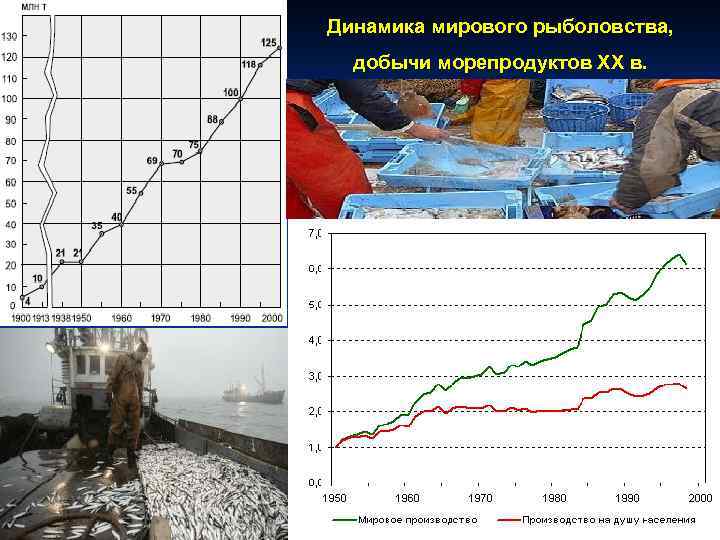 Динамика мирового рыболовства, добычи морепродуктов XX в. 