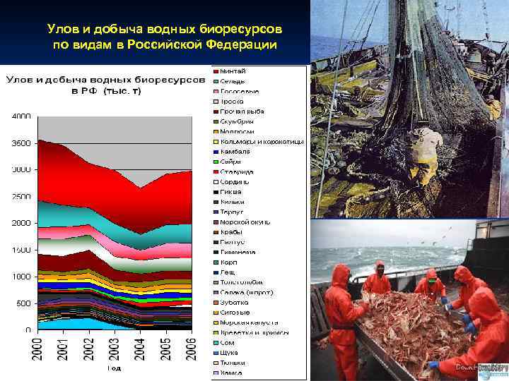 Улов и добыча водных биоресурсов по видам в Российской Федерации 