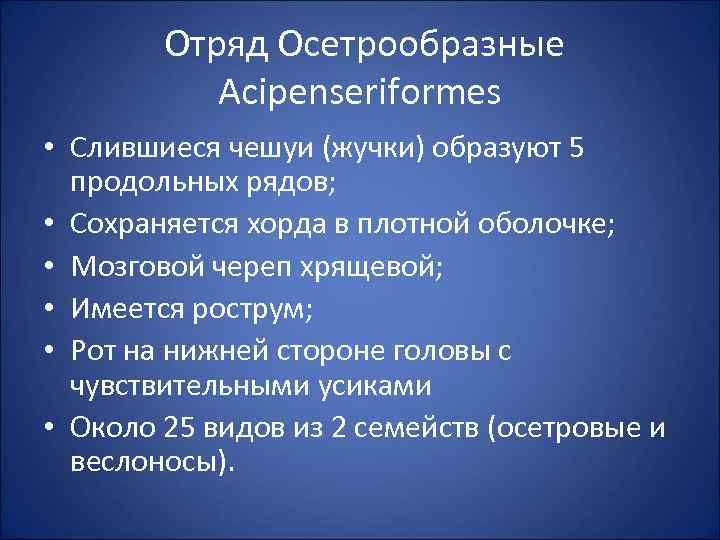 Отряд Осетрообразные Acipenseriformes • Слившиеся чешуи (жучки) образуют 5 продольных рядов; • Сохраняется хорда