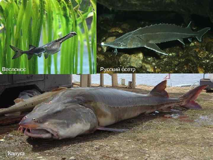 Веслонос Калуга Русский осетр 