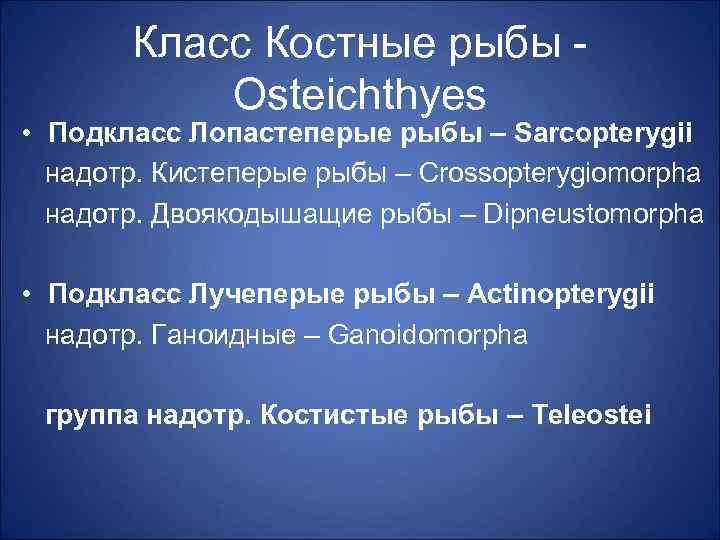 Класс Костные рыбы Osteichthyes • Подкласс Лопастеперые рыбы – Sarcopterygii надотр. Кистеперые рыбы –