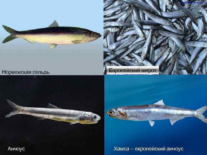 Норвежская сельдь Анчоус Европейский шпрот Хамса – европейский анчоус 