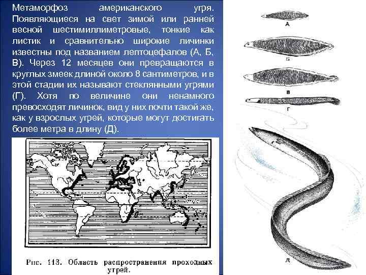 Метаморфоз американского угря. Появляющиеся на свет зимой или ранней весной шестимиллиметровые, тонкие как листик