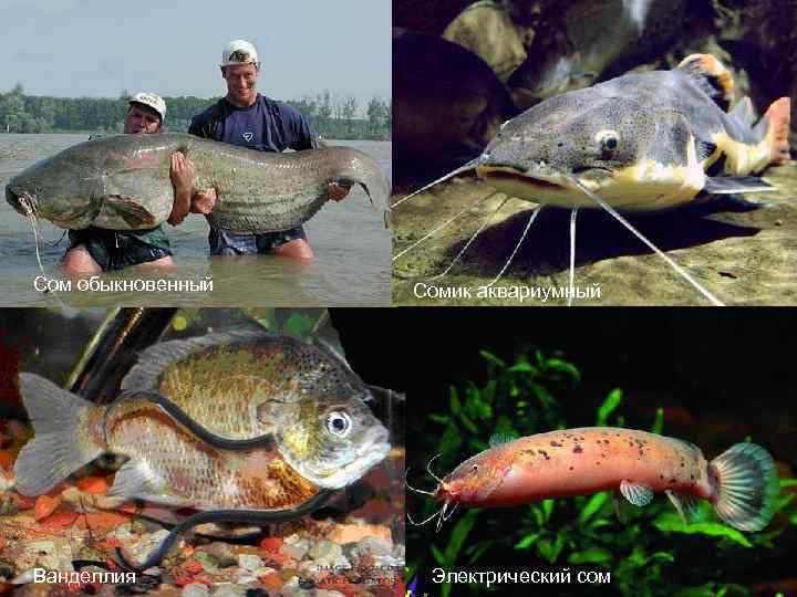 Сом обыкновенный Ванделлия Сомик аквариумный Электрический сом 