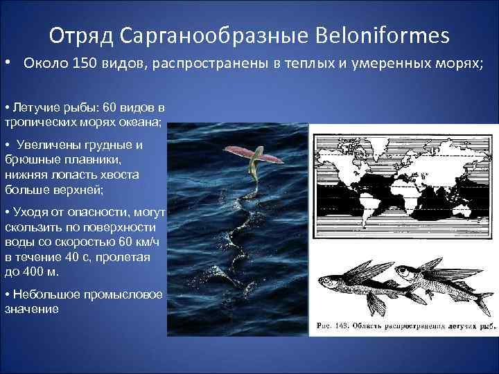 Отряд Сарганообразные Beloniformes • Около 150 видов, распространены в теплых и умеренных морях; •