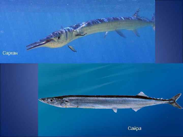 Сарган Сайра 