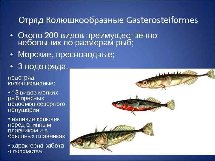 Отряд Колюшкообразные Gasterosteiformes • Около 200 видов преимущественно небольших по размерам рыб; • Морские,