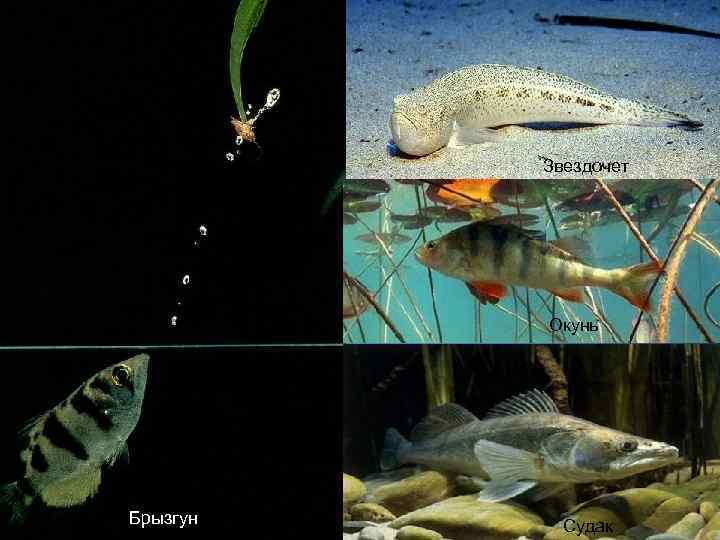 Звездочет Окунь Брызгун Судак 