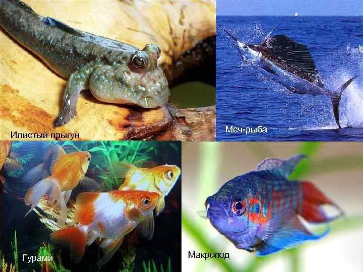 Илистый прыгун Гурами Меч-рыба Макропод 