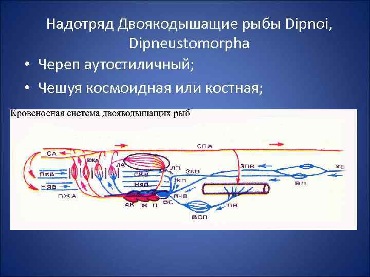 Сердце двоякодышащих рыб. Кровеносная система двоякодышащих рыб. Дыхание двоякодышащих рыб схема. Двоякодышащие рыбы строение дыхательной системы. Внутреннее строение двоякодышащих рыб.