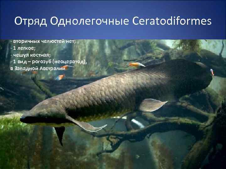 Отряд Однолегочные Ceratodiformes - вторичных челюстей нет; - 1 легкое; - чешуя костная; -
