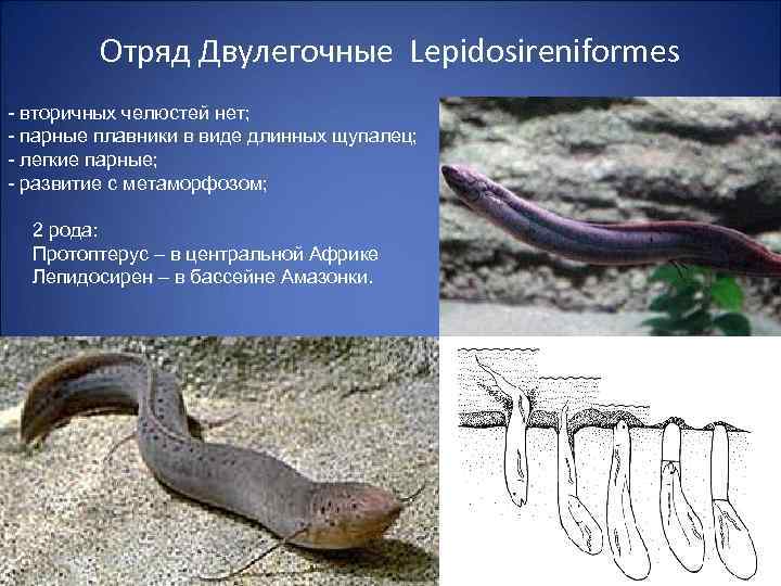 Отряд Двулегочные Lepidosireniformes - вторичных челюстей нет; - парные плавники в виде длинных щупалец;