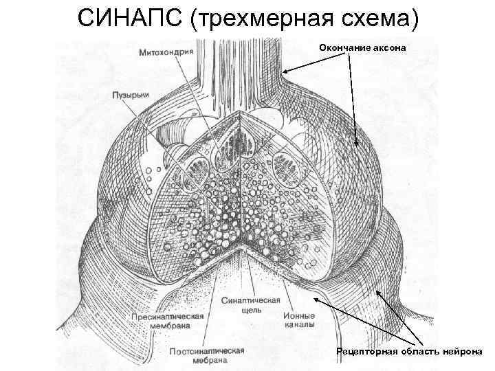 СИНАПС (трехмерная схема) Окончание аксона Рецепторная область нейрона 