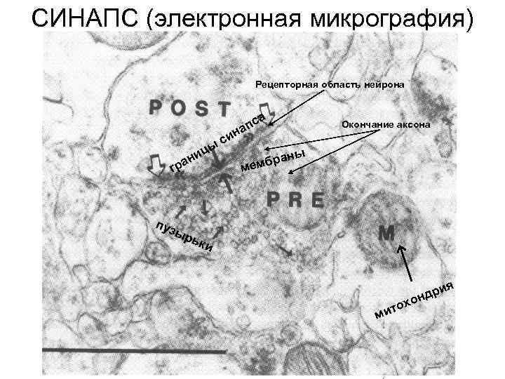 СИНАПС (электронная микрография) Рецепторная область нейрона а с ап ин г пуз с ы