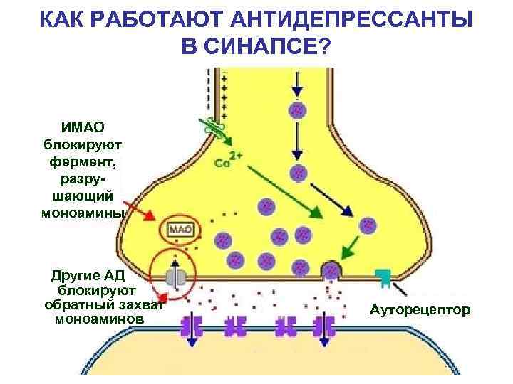 КАК РАБОТАЮТ АНТИДЕПРЕССАНТЫ В СИНАПСЕ? ИМАО блокируют фермент, разрушающий моноамины Другие АД блокируют обратный