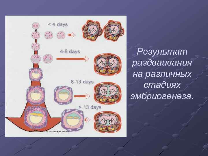 Результат раздваивания на различных стадиях эмбриогенеза. 