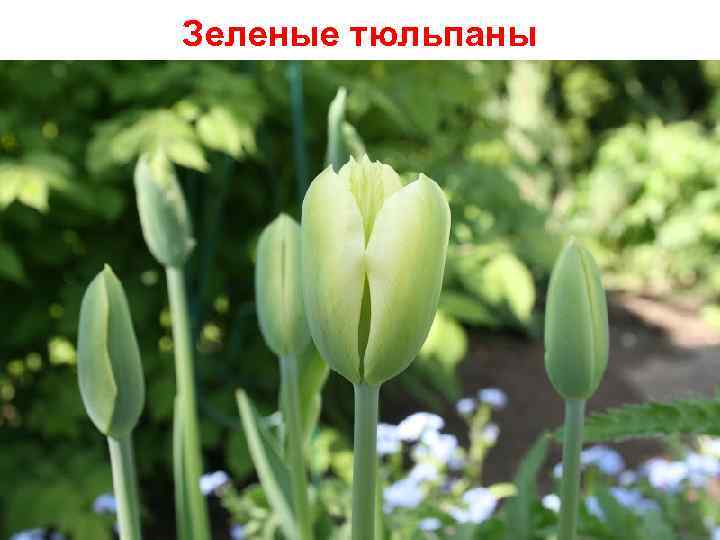 Зеленые тюльпаны 