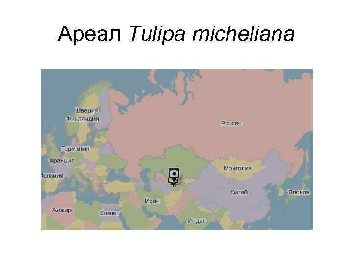 Ареал Tulipa micheliana 