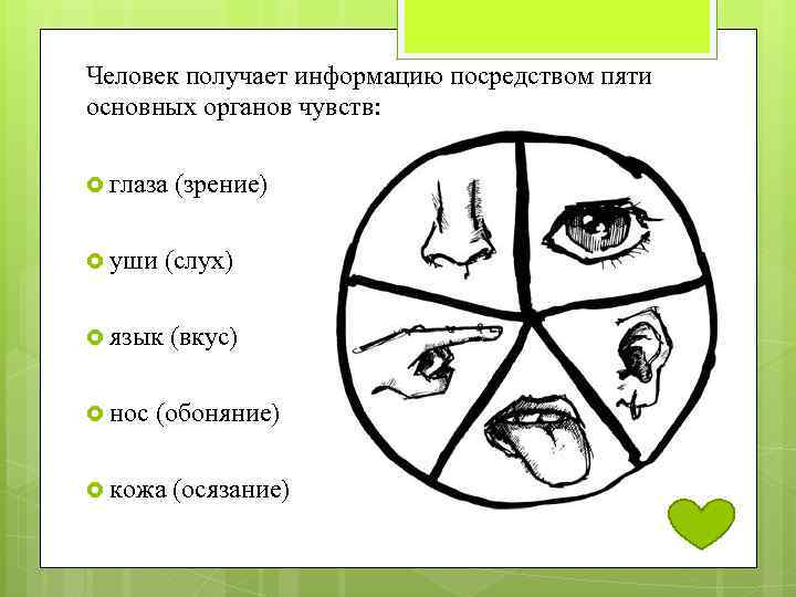 Человек получает информацию посредством пяти основных органов чувств: глаза (зрение) уши (слух) язык (вкус)