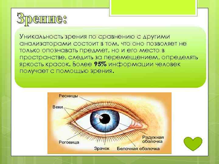 Зрение: Уникальность зрения по сравнению с другими анализаторами состоит в том, что оно позволяет