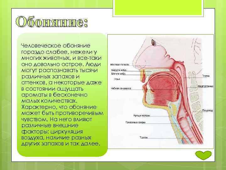 Орган обоняния анатомия презентация