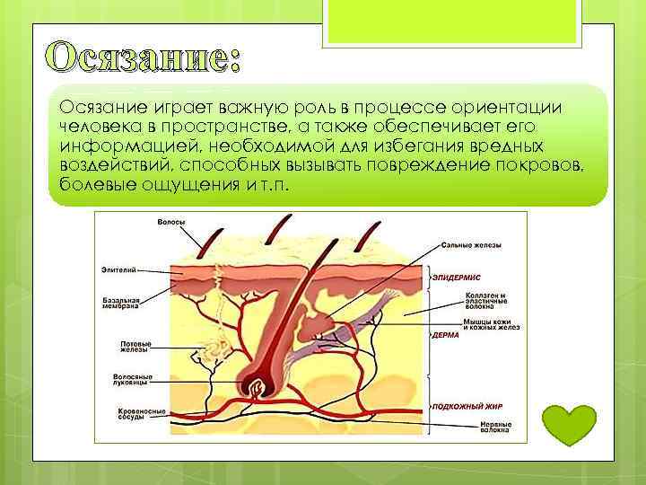 Органы осязания у человека. Орган осязания. Процесс осязания. Структуры обеспечивающие осязание у человека. Органы осязания и их роль.