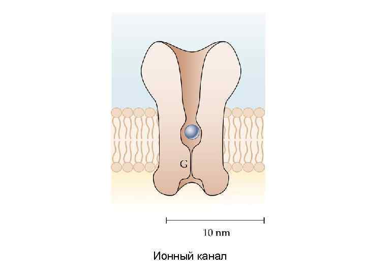 Ионный канал 