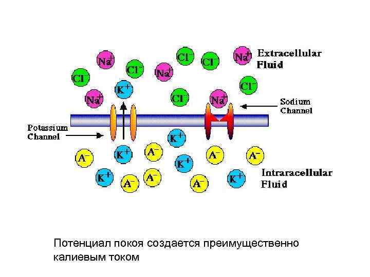 Потенциал покоя создается преимущественно калиевым током 