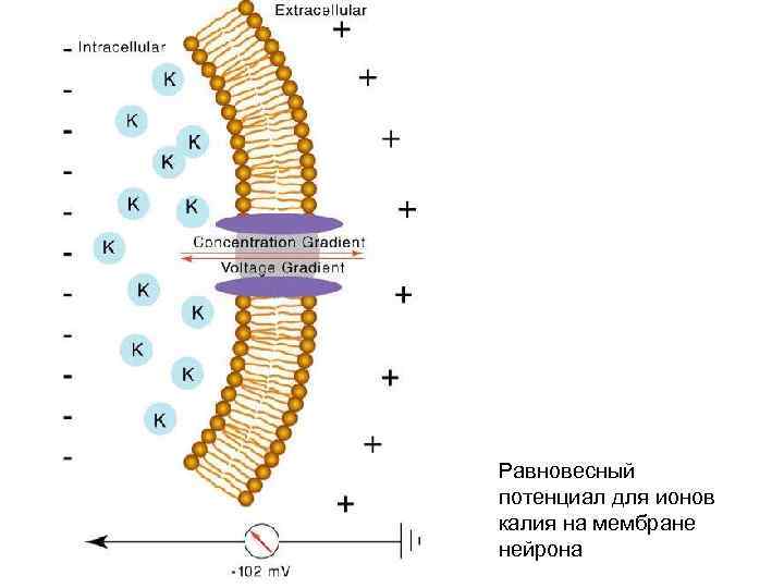 Равновесный потенциал для ионов калия на мембране нейрона 