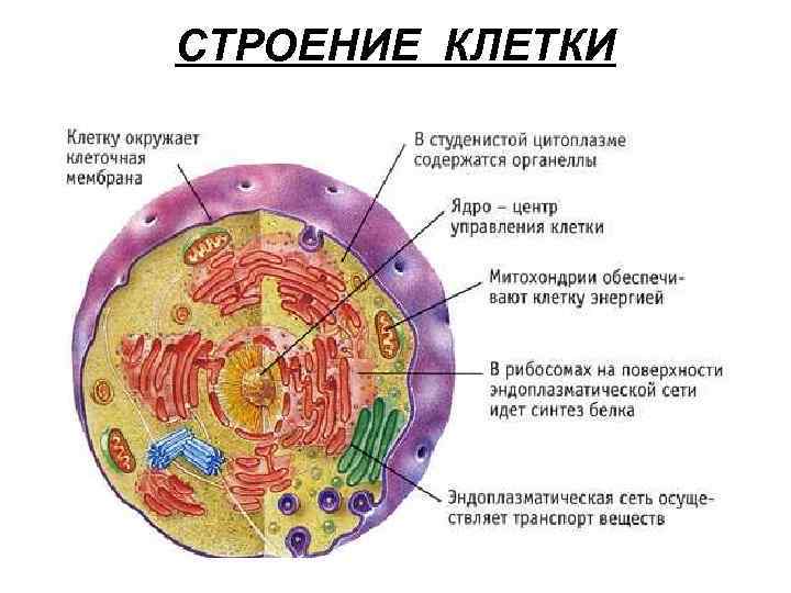 СТРОЕНИЕ КЛЕТКИ 
