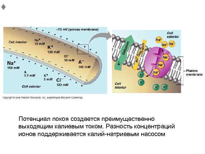 ♦ Потенциал покоя создается преимущественно выходящим калиевым током. Разность концентраций ионов поддерживается калий-натриевым насосом