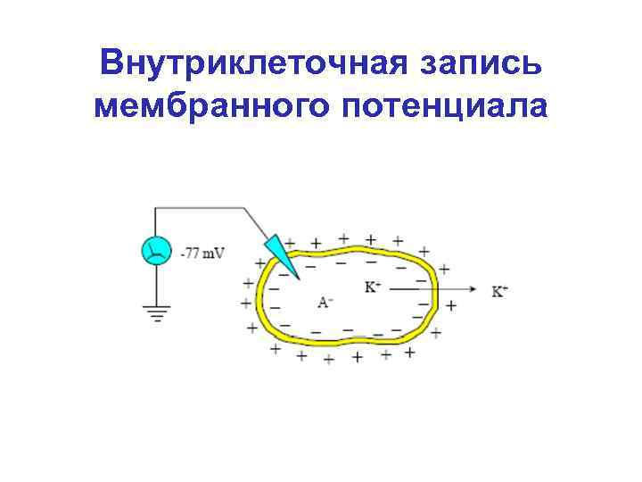 Внутриклеточная запись мембранного потенциала 