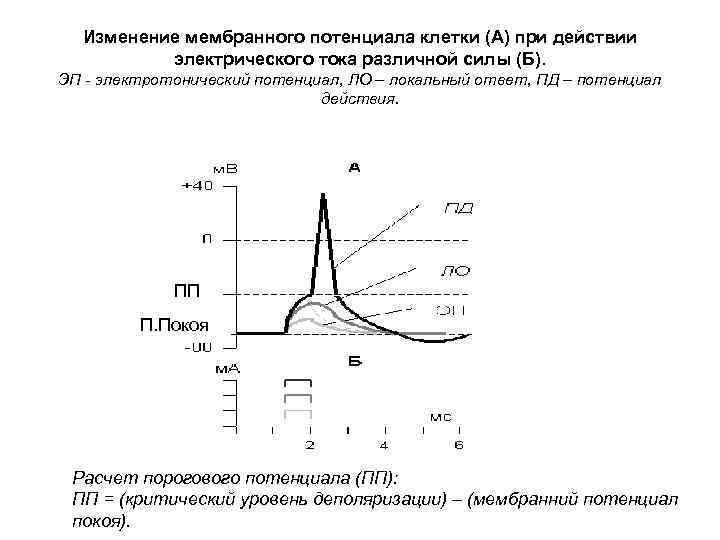 Локальный ответ. Электротонический потенциал физиология. Пассивный электротонический потенциал физиология. Изменение мембранного потенциала в клетке. Критический уровень мембранного потенциала.