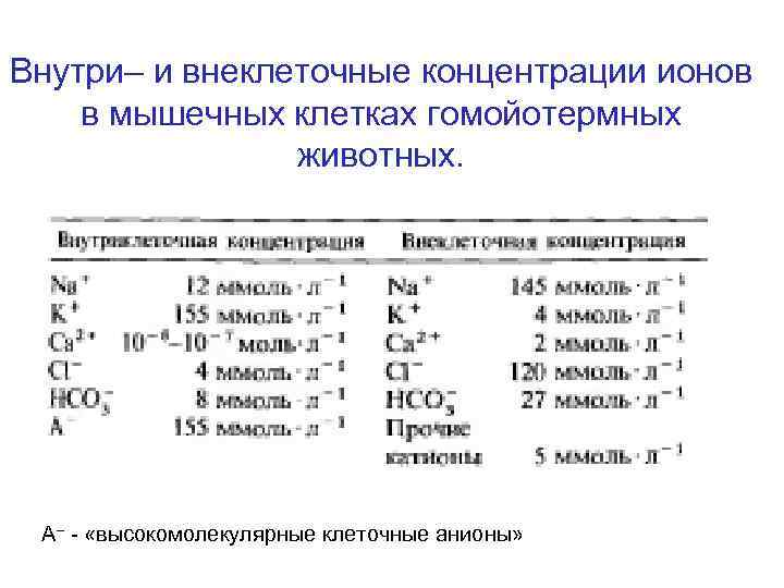 Внутри– и внеклеточные концентрации ионов в мышечных клетках гомойотермных животных. А– - «высокомолекулярные клеточные