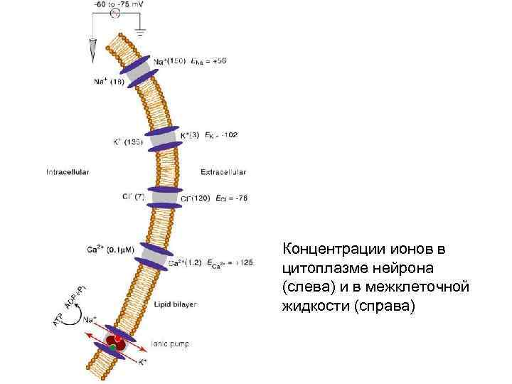 Концентрации ионов в цитоплазме нейрона (слева) и в межклеточной жидкости (справа) 