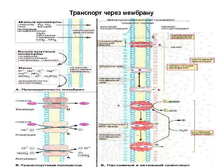 Транспорт через мембрану 