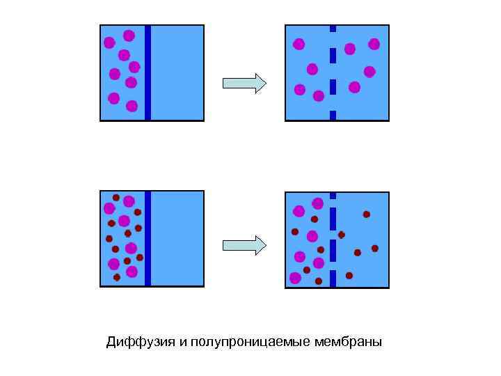 Диффузия и полупроницаемые мембраны 