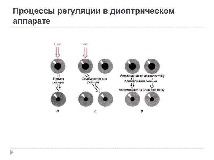 Процессы регуляции в диоптрическом аппарате 