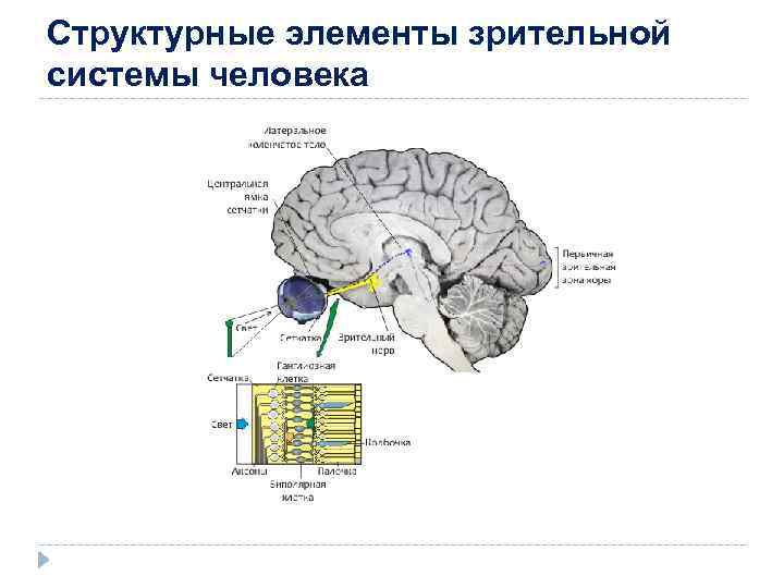 Структурные элементы зрительной системы человека 