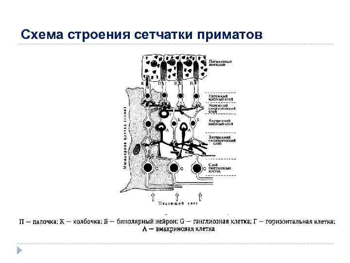 Схема строения сетчатки приматов 