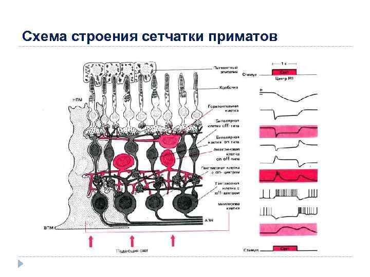 Схема строения сетчатки приматов 