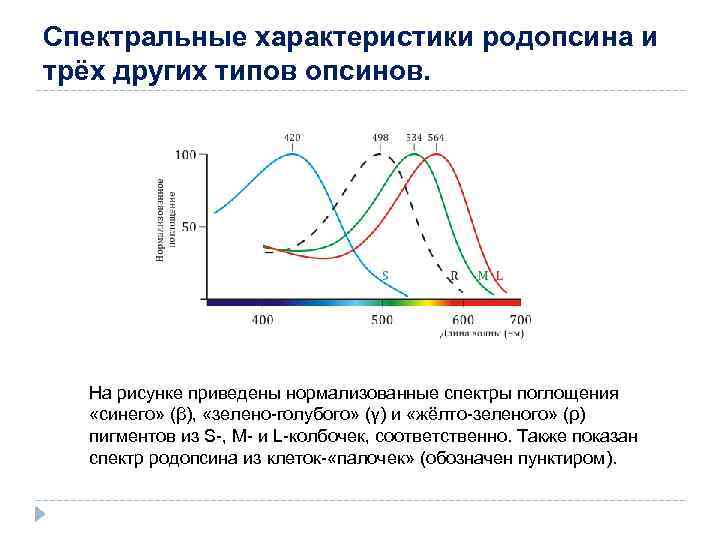 Спектральные особенности. Спектры поглощения родопсина и иодопсинов. Спектральная характеристика. Нарисуйте спектр поглощения родопсина.. Нормализованные спектры.